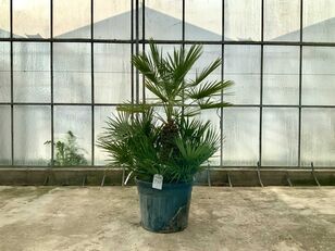 관상용 관목 palmboom meerstammig (Chamaerops Humilis)