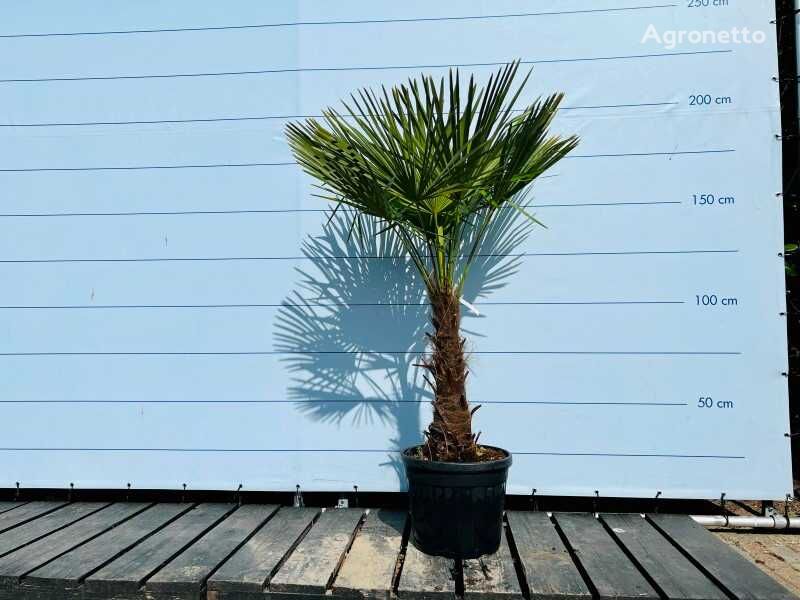 관상용 관목 trachycarpus fortunei 190cm incl pot, stamhoogte 60/80cm