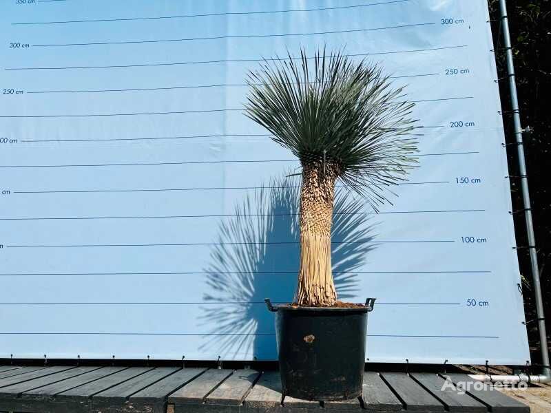 관상용 관목 yucca rostrata 210cm